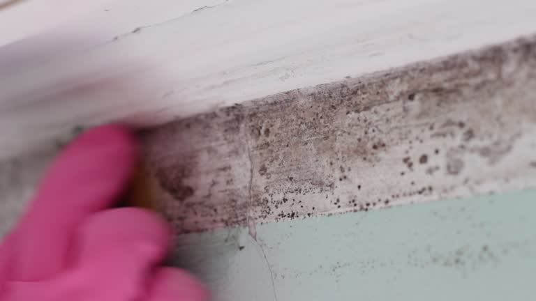 Best Forensic Mold Investigation  in Fremont, NE